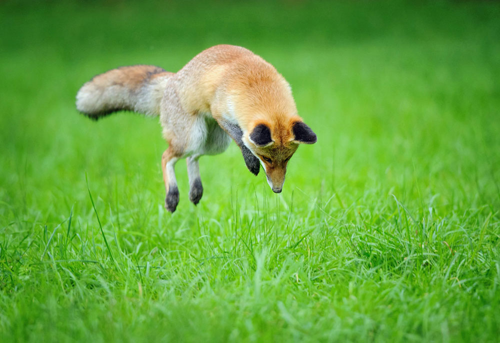 Picture of Red Fox Pouncing on Prey in Grass
