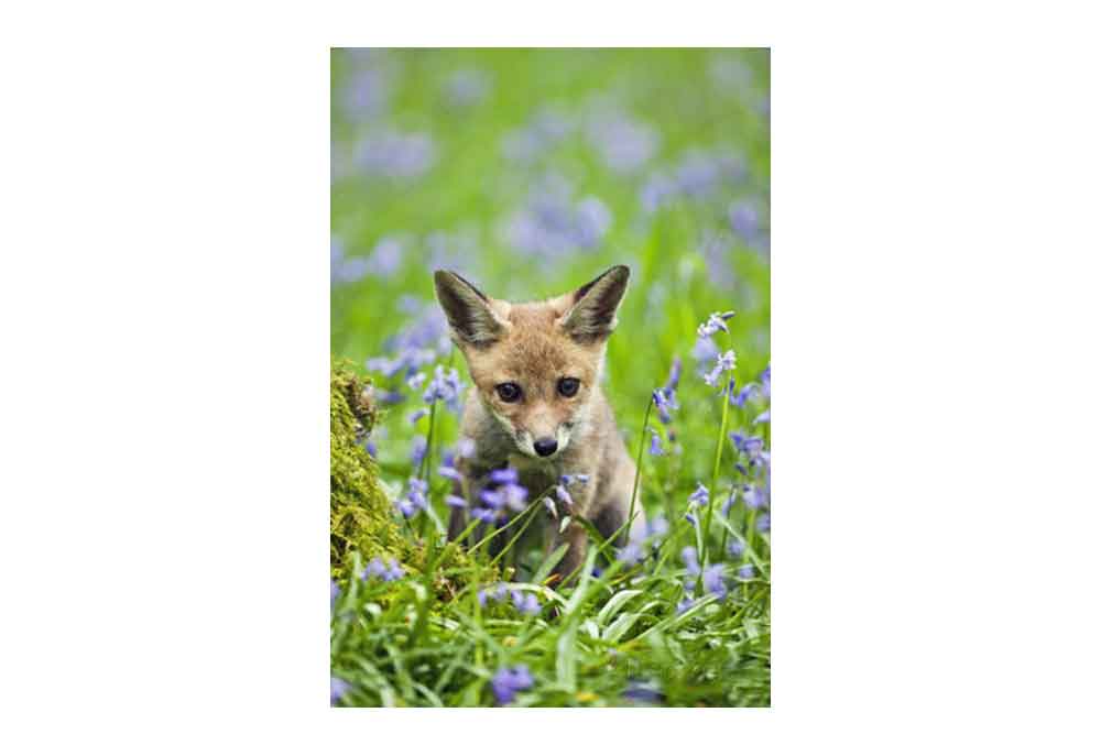 Red Fox Cub Poster | Poster of Red Fox in Bluebells