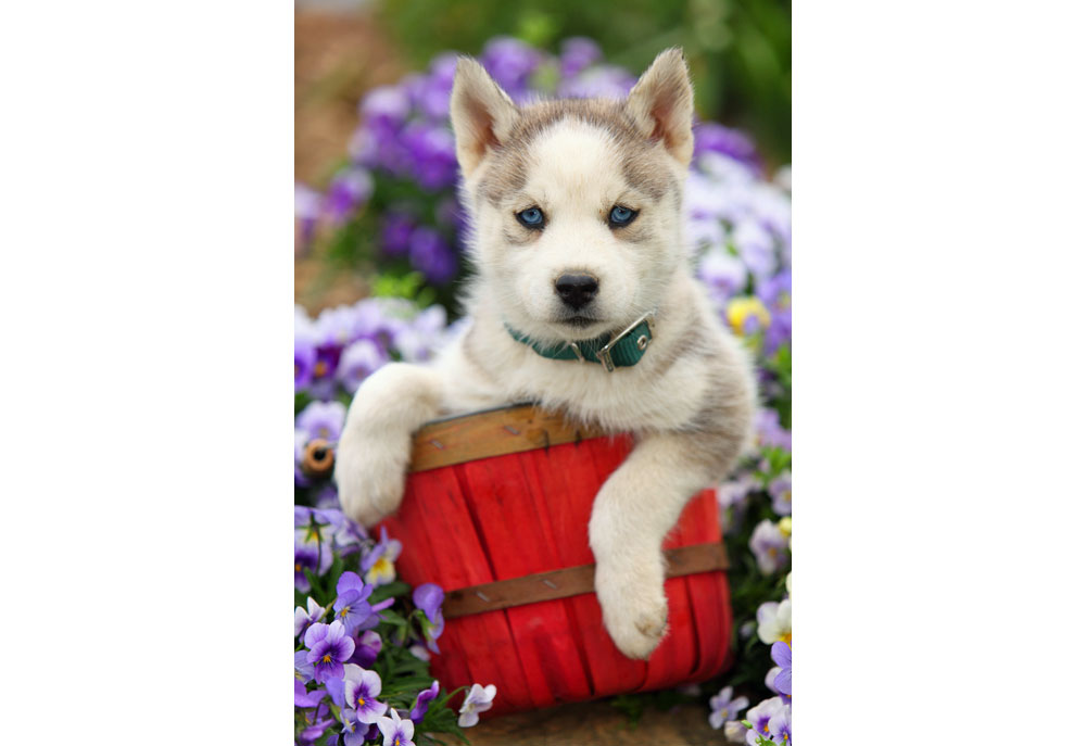 Picture of Siberian Husky Puppy Dog - Dog Photography