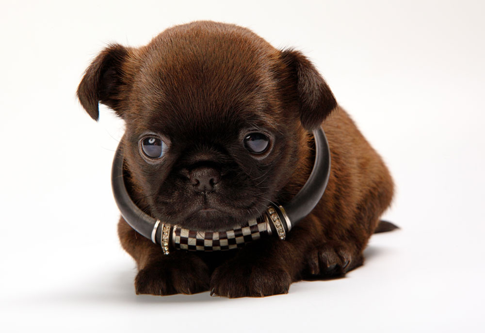 Picture of Small Brown Griffon Puppy