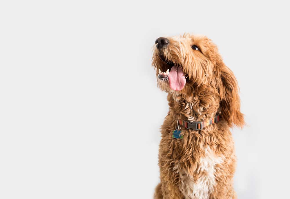 Studio Photo of Happy Golden Doodle | Dog Pictures Photography