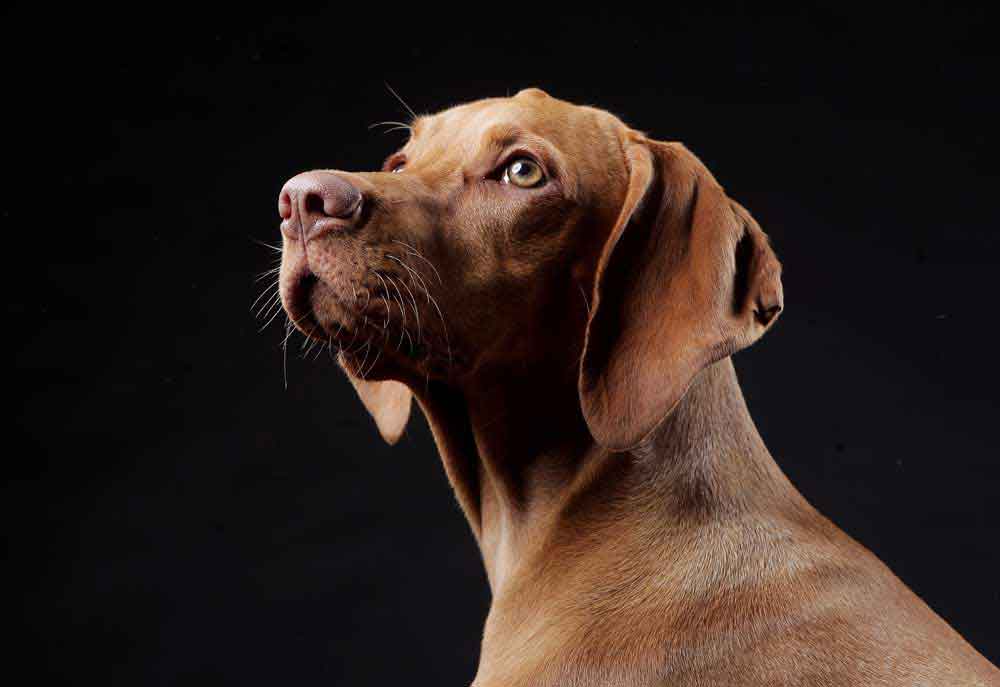 Studio Portrait of a Vizsla Dog | Dog Pictures Photography