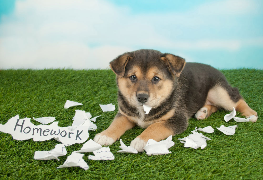 dog eating homework image