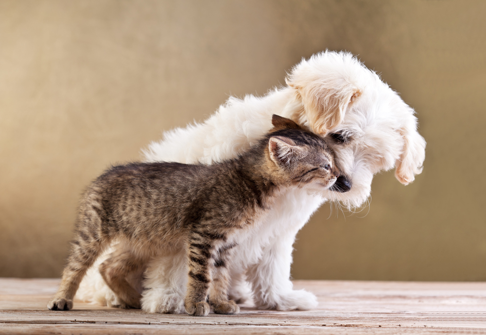 Picture of White Puppy Tabby Kitten | Dog Photography