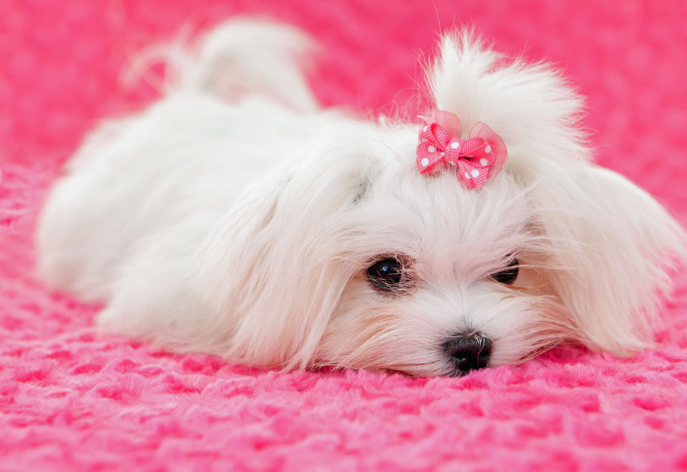 Picture of White Maltese Puppy Pink Bow | Dog Photography
