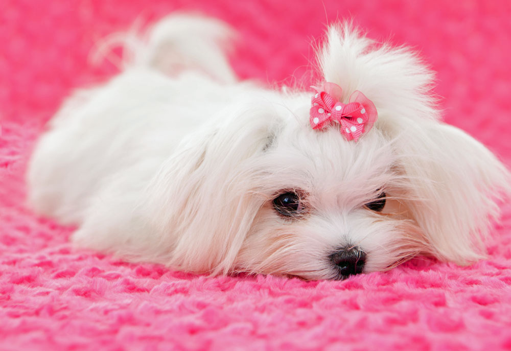 Picture of White Maltese Puppy Wearing Pink Bow