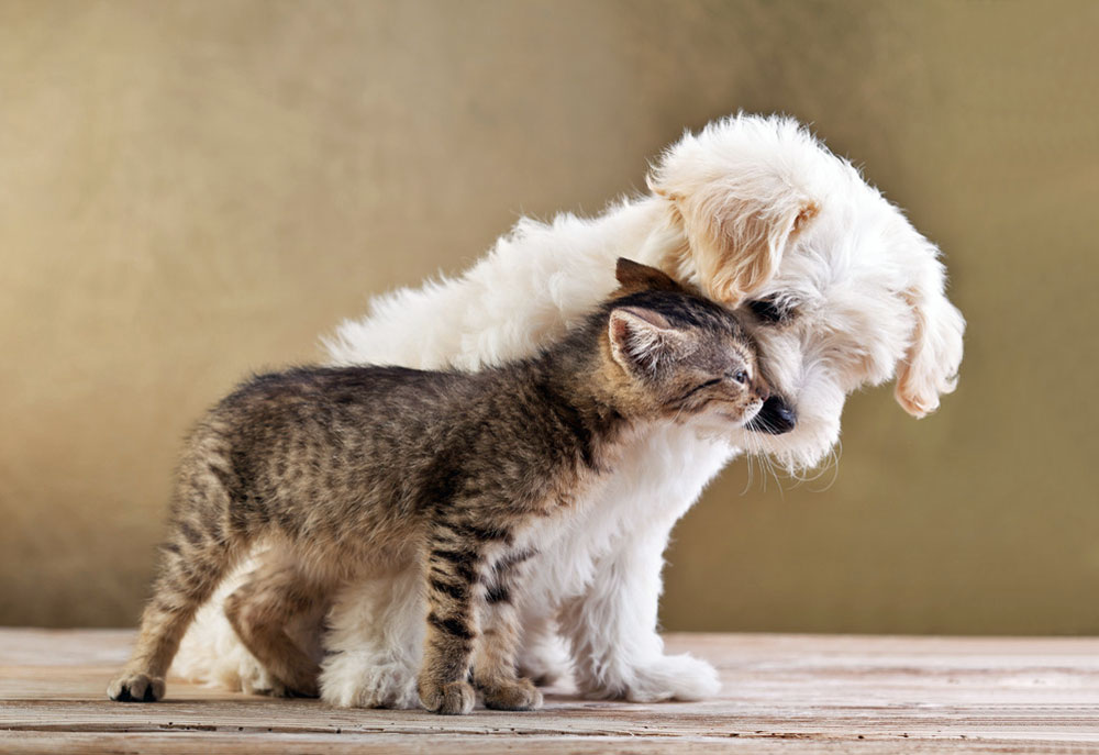 Picture of White Bichon Puppy with Tabby Kitten