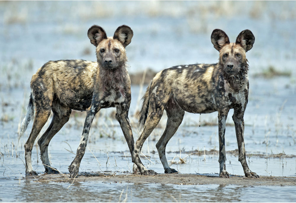 Picture of Two Wild African Dogs - Dog Photography
