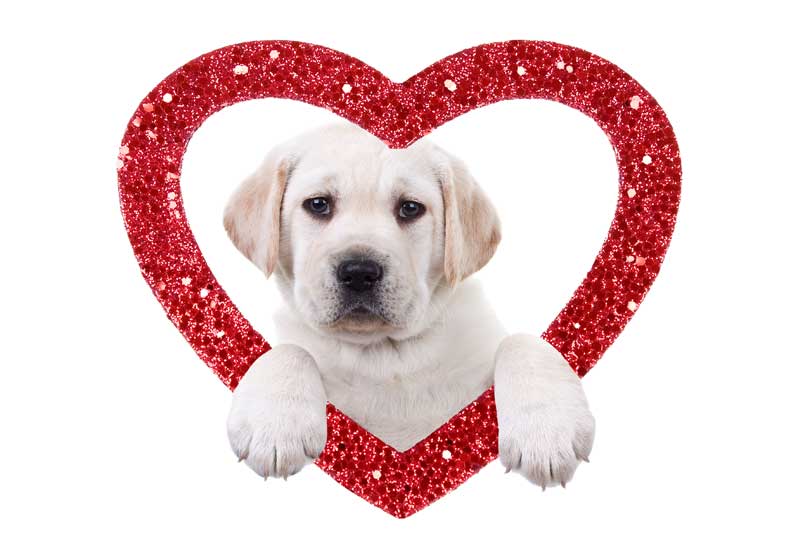 Pictures of Dogs for Valentine's Day - Dog Pictures