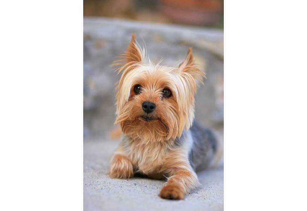 Wall Poster of Very Cute Yorkshire Terrier Puppy Dog | Dog Posters Art Prints